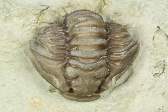 Wide Enrolled Flexicalymene Trilobite In Shale Mt Orab Ohio